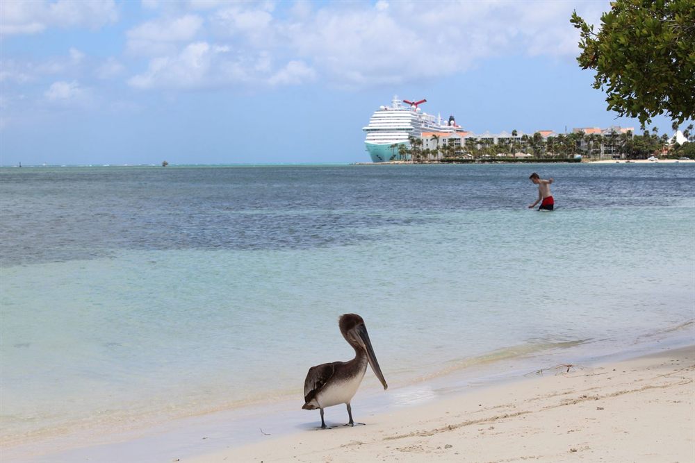 Pelican on an Aruba beach with a cruise ship offshore